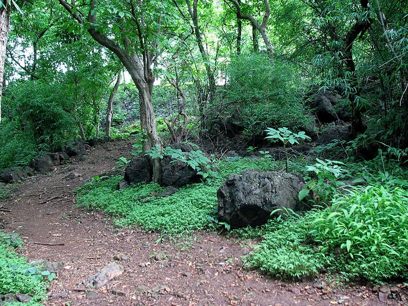 Affordable Plant Nursery