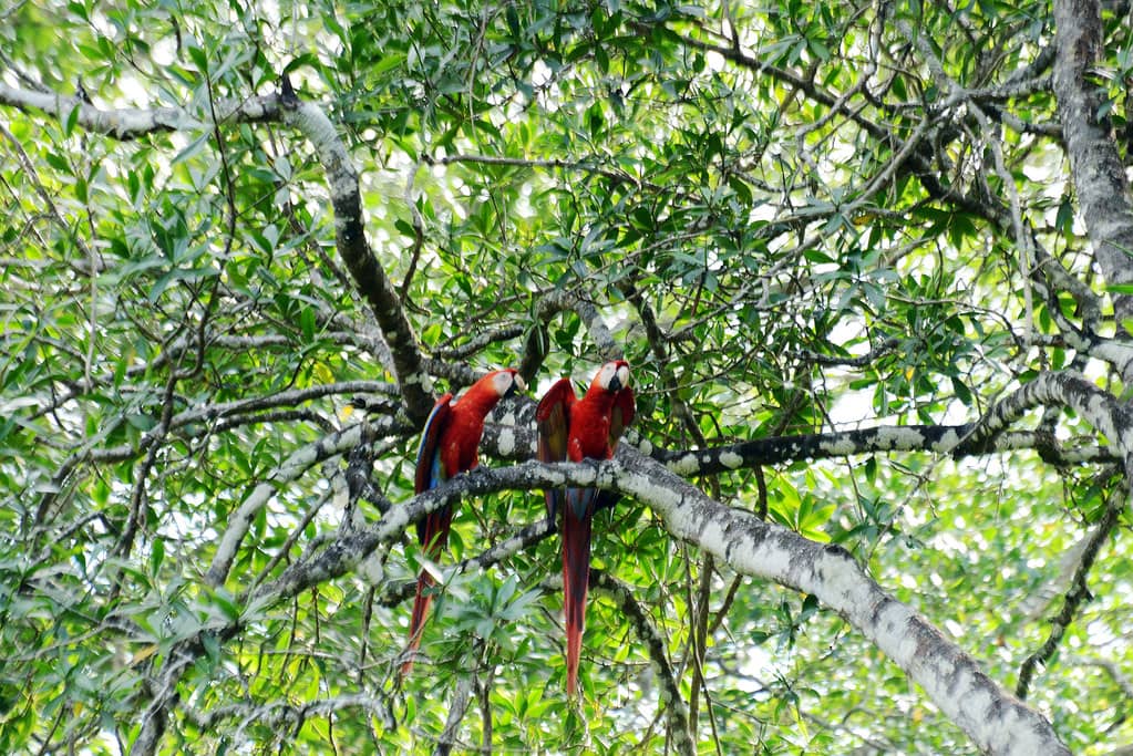 Migratory Bird Haven