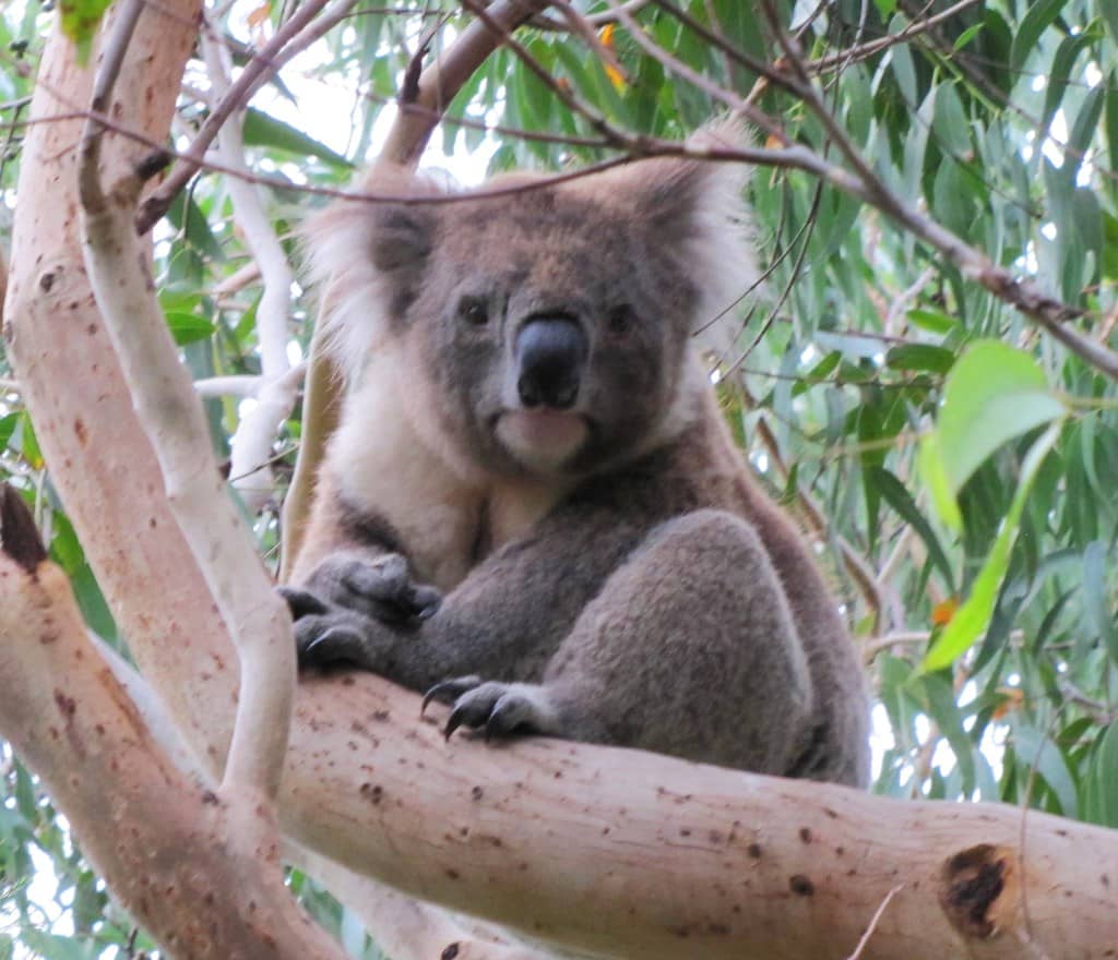 Koala Spotting at Kennett River
