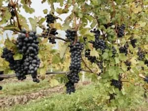 Vineyard Tour & Free Wine Tasting