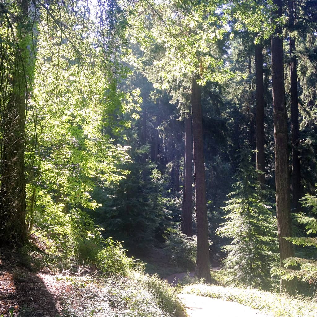 Tranquil Forest Trails