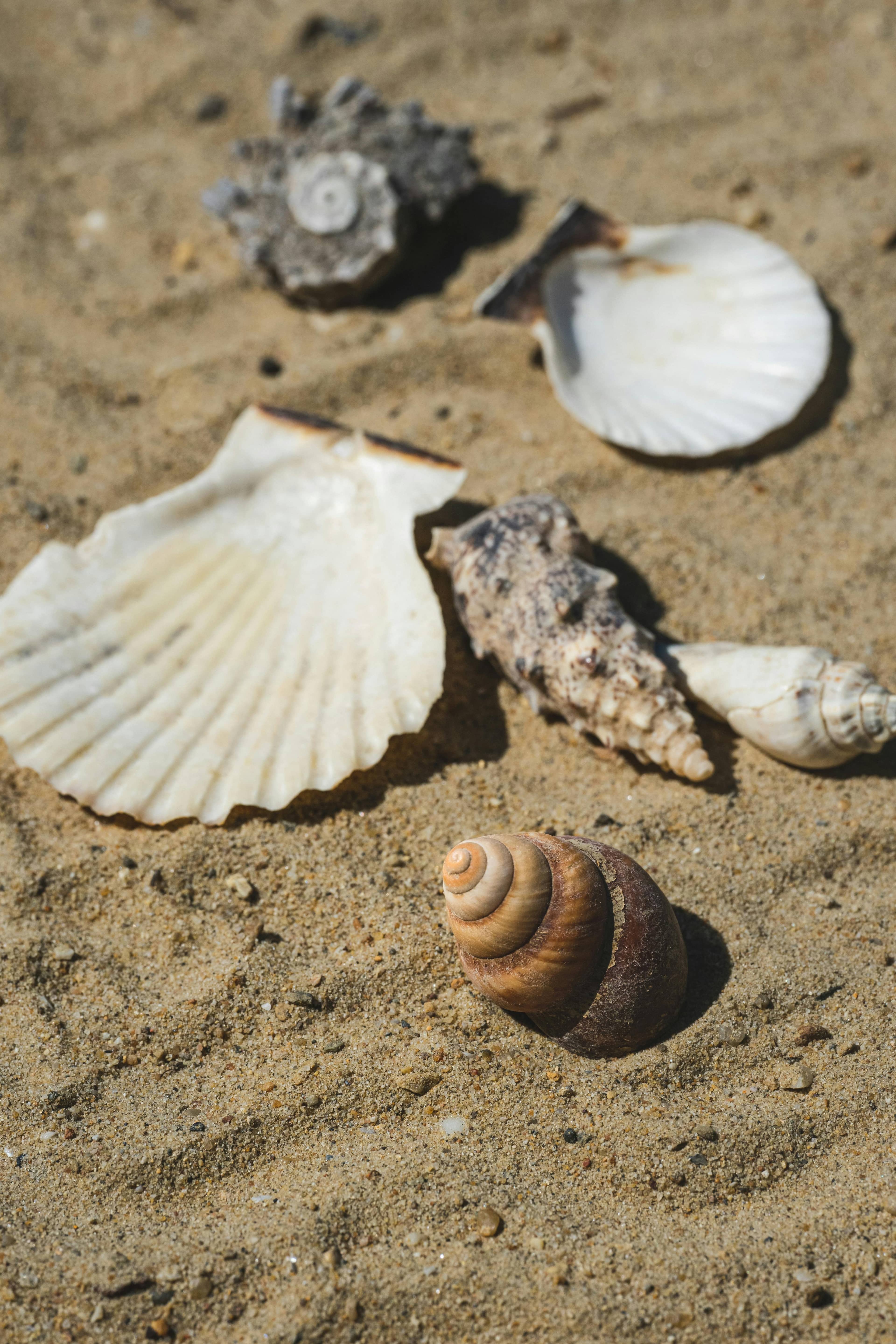 Shell Hunting