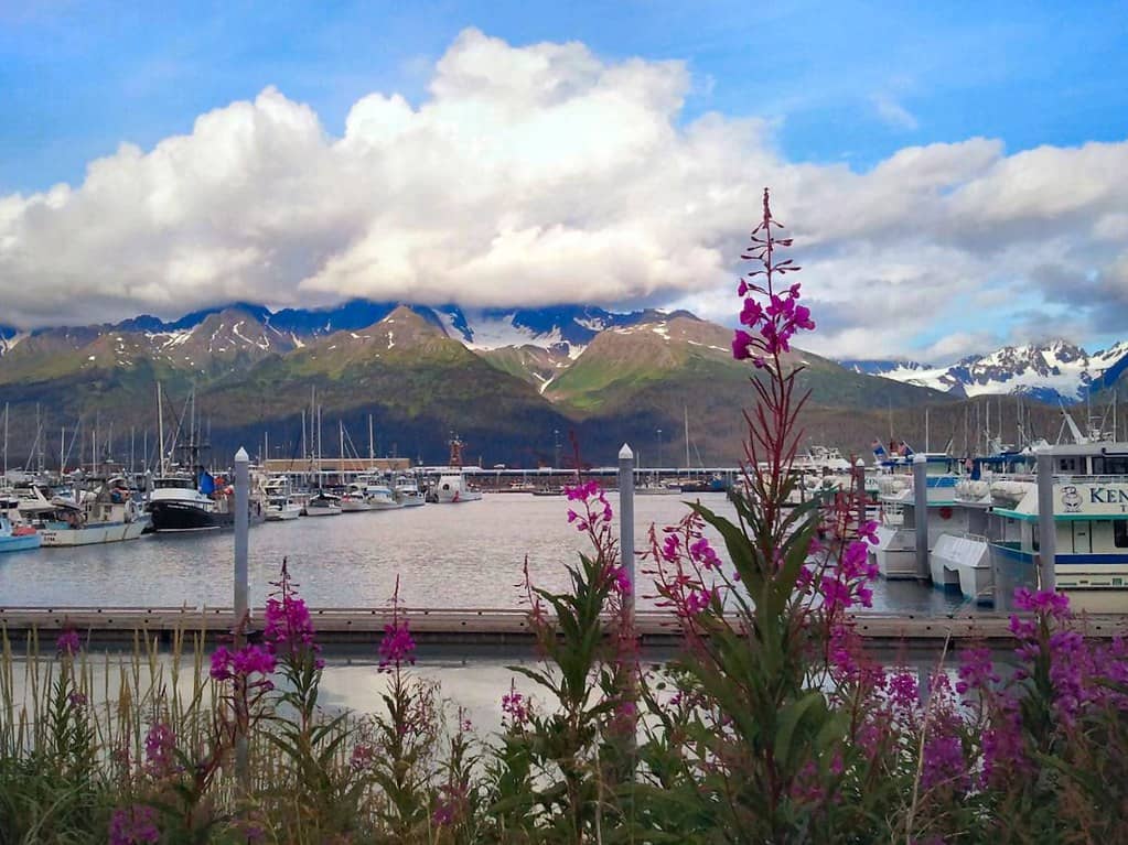 Seward's Waterfront & Harbor