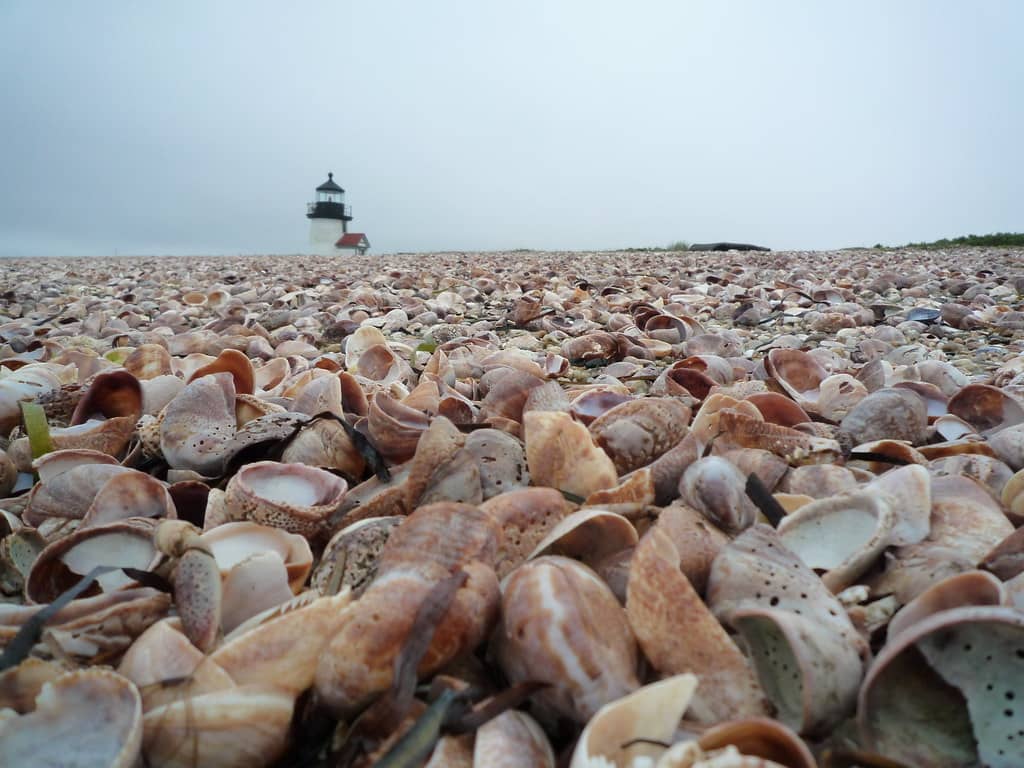 Shell Gathering