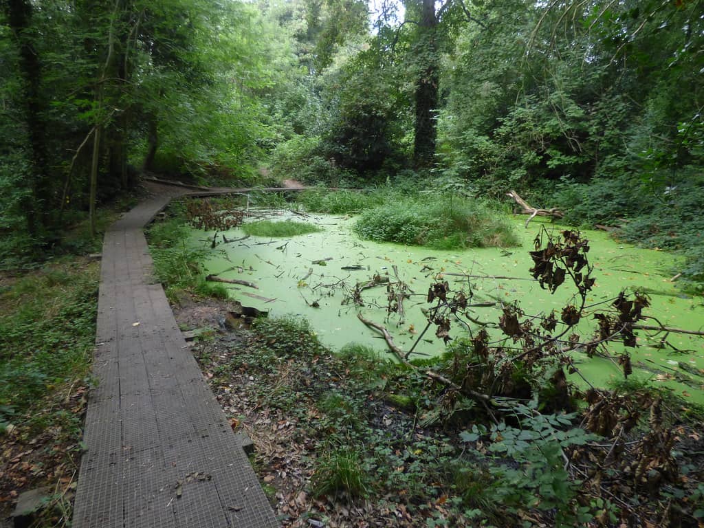 Diverse Woodland Trails
