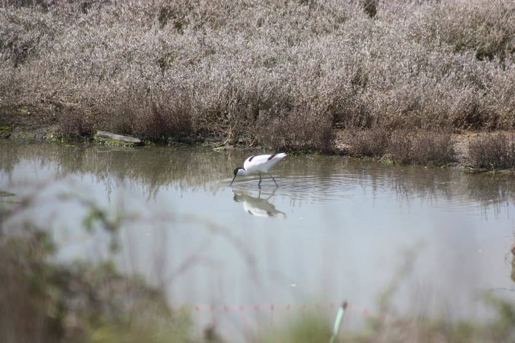 Birdwatching Hotspot