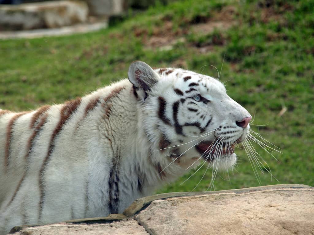 Enchanting Bird Garden