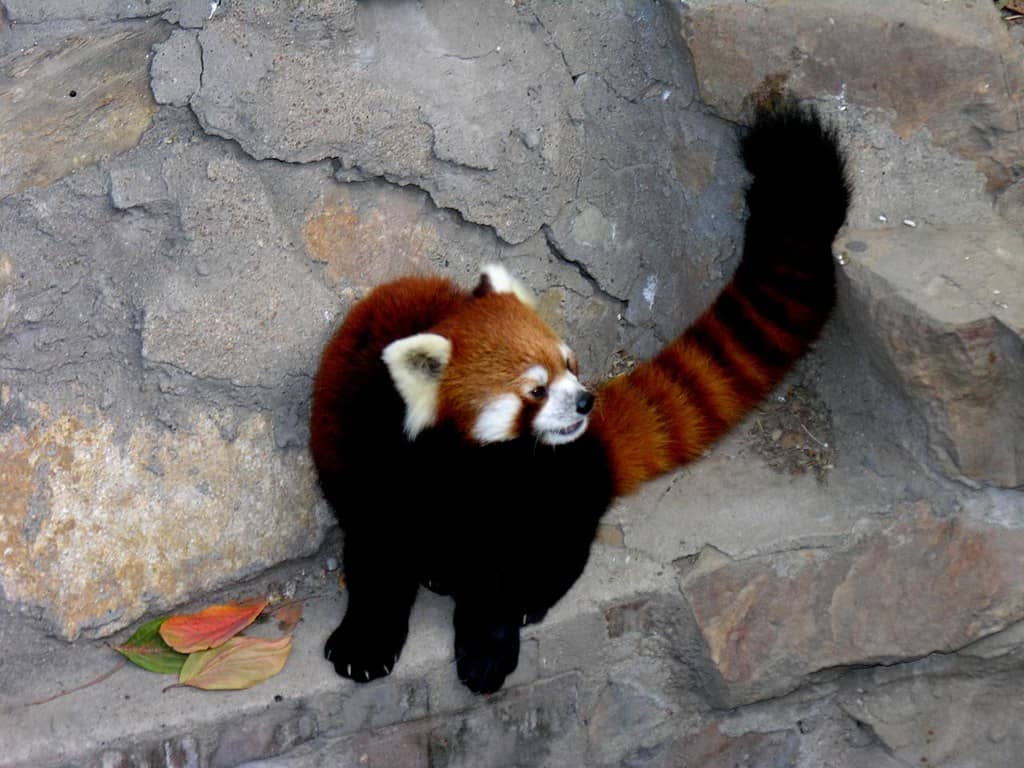 Native Chinese Animals