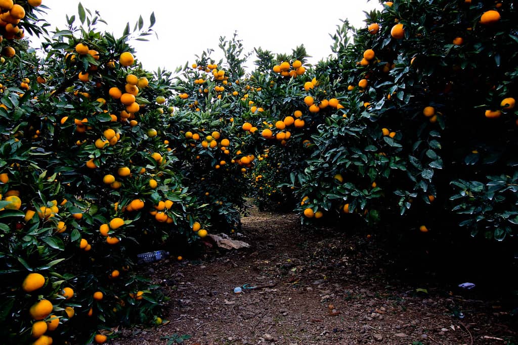 Seasonal Citrus Picking