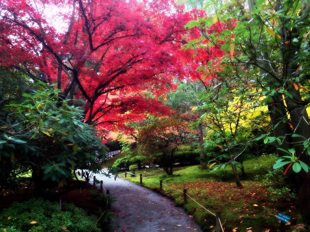 Autumn's Fiery Palette