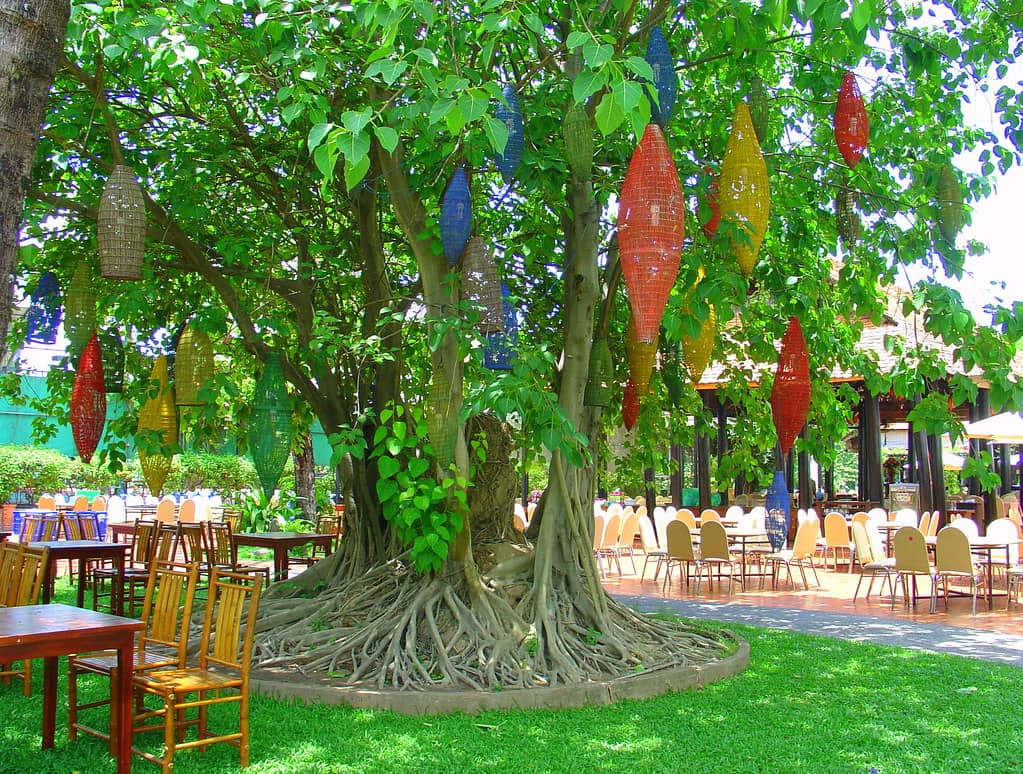 Authentic Vietnamese Cuisine