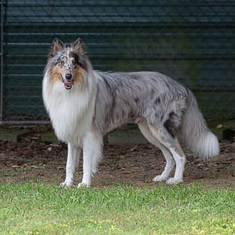 Tree-Lined Streets & Gardens