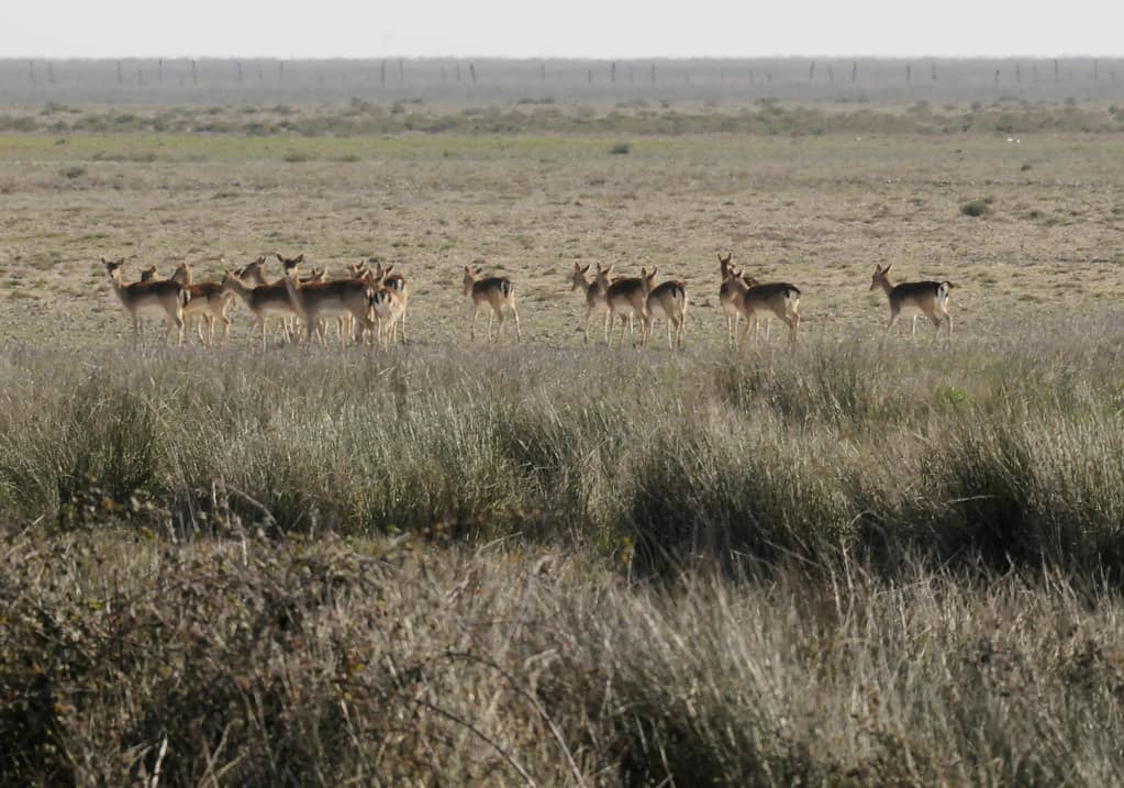 Doñana National Park Insight