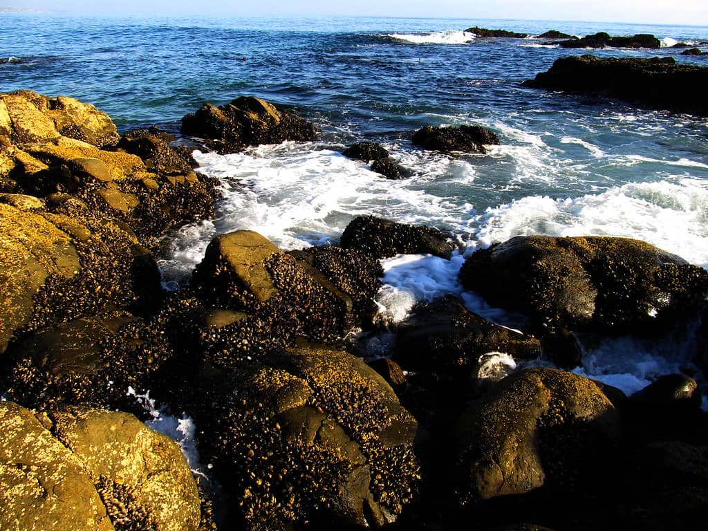 Tide Pool Exploration