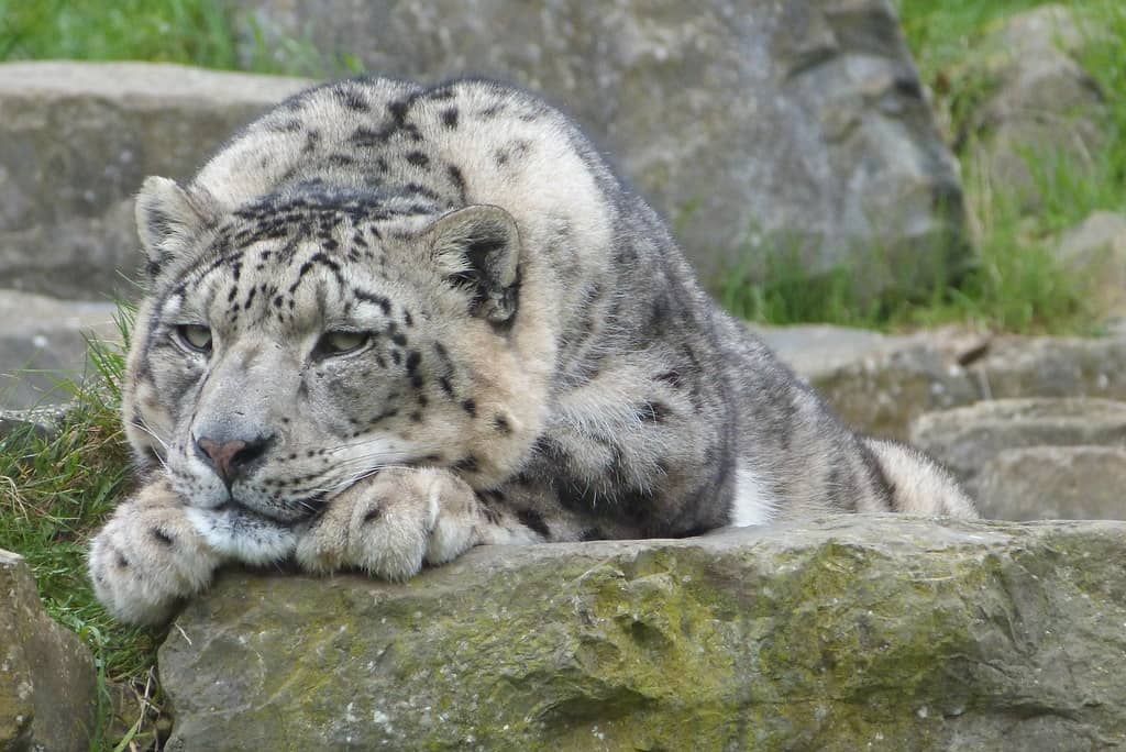Snow Leopard