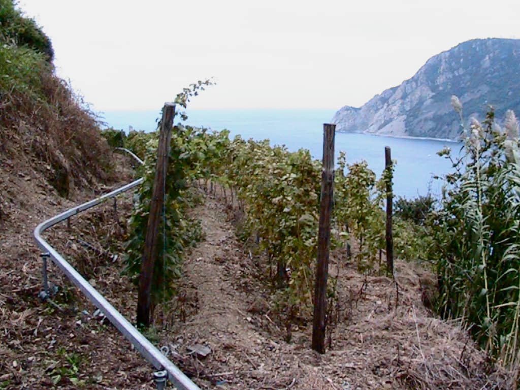 Terraced Vineyards & Olive Groves