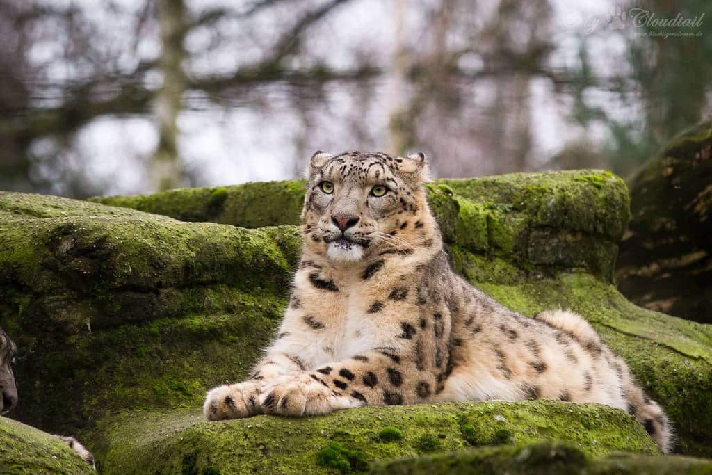 Majestic Snow Leopards