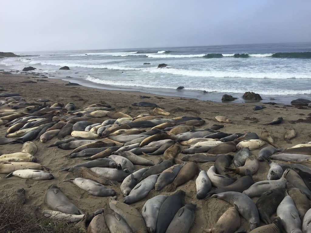 Elephant Seal Rookery