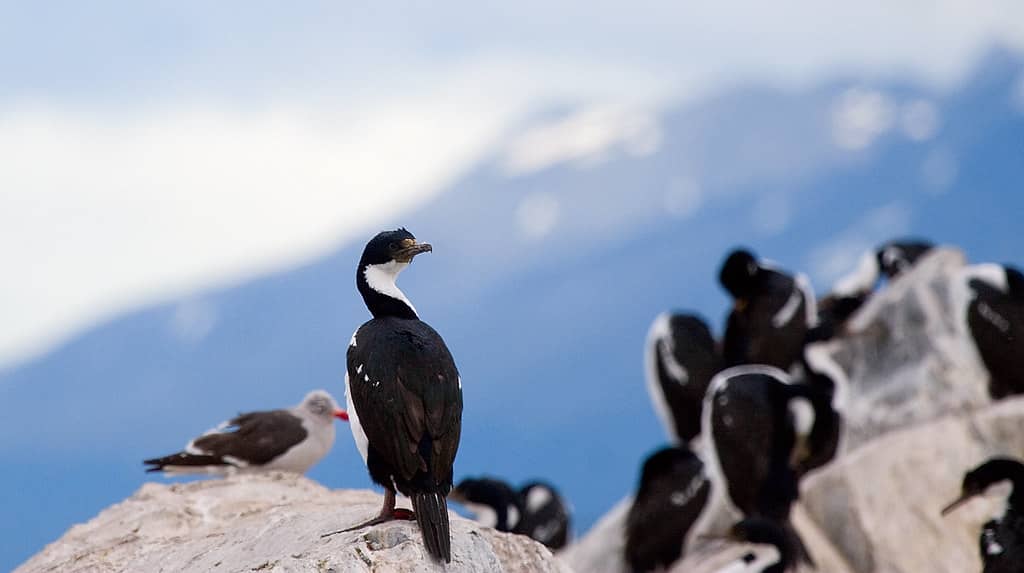 Diverse Wildlife Spotting