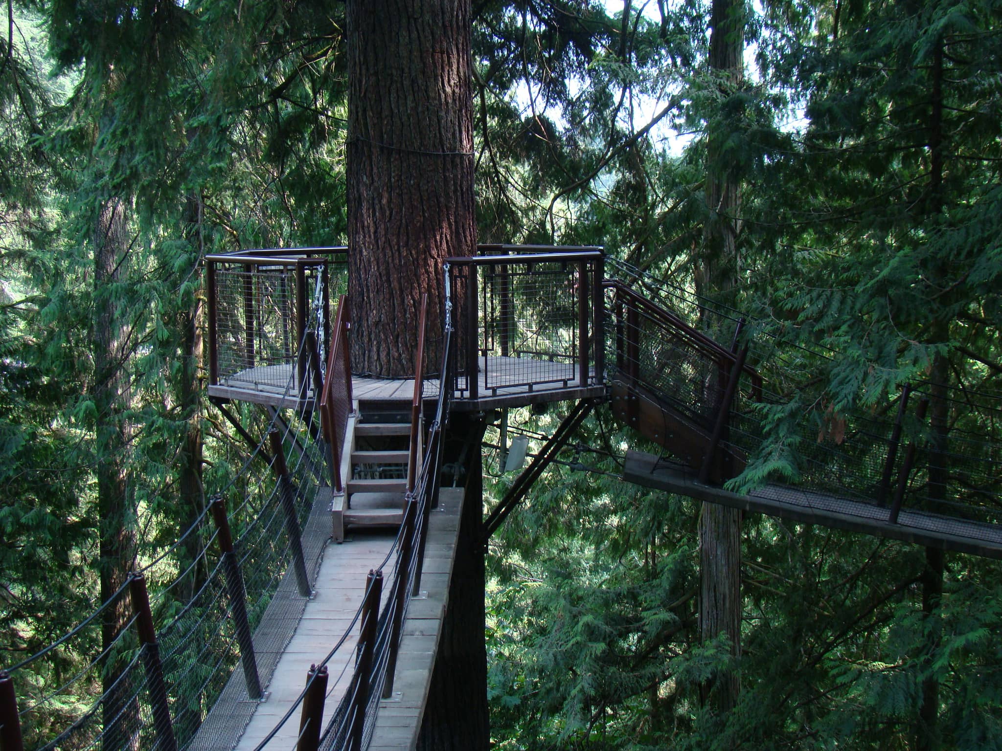 Treetops Adventure