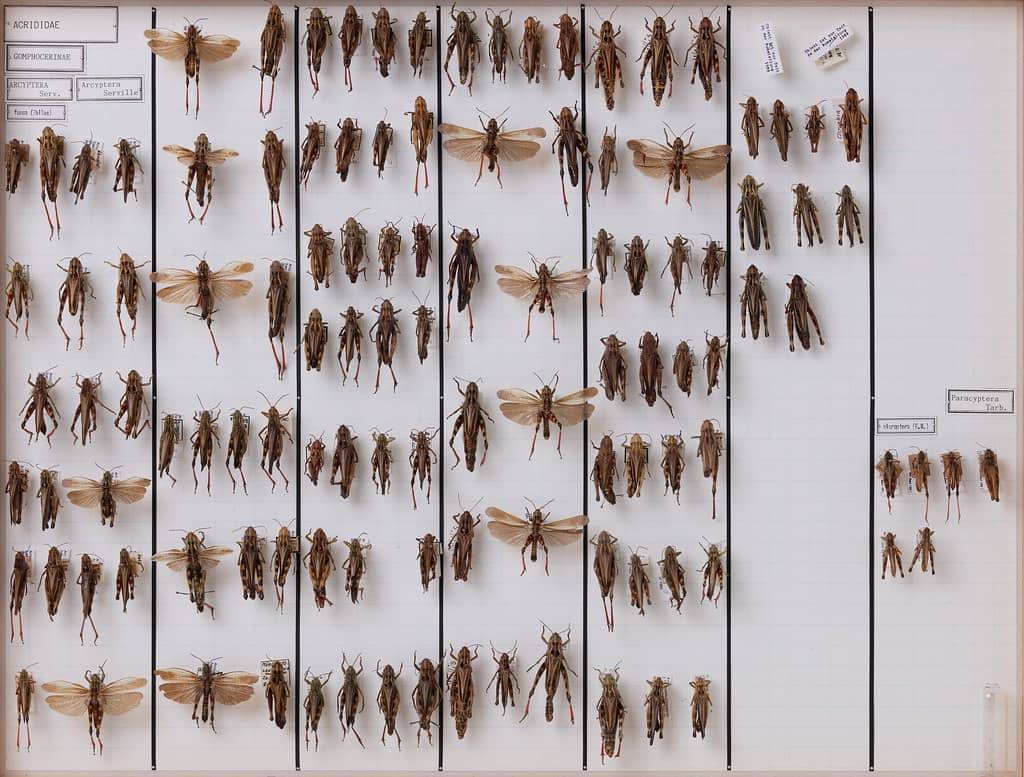 Living Insects Exhibit