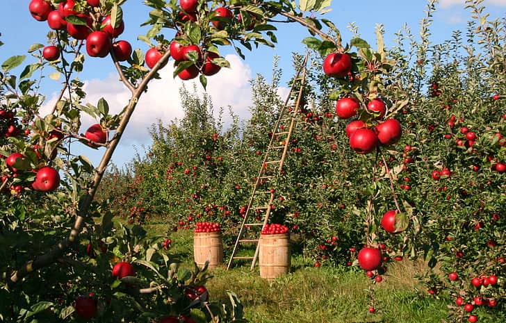 Lush Apple Orchards