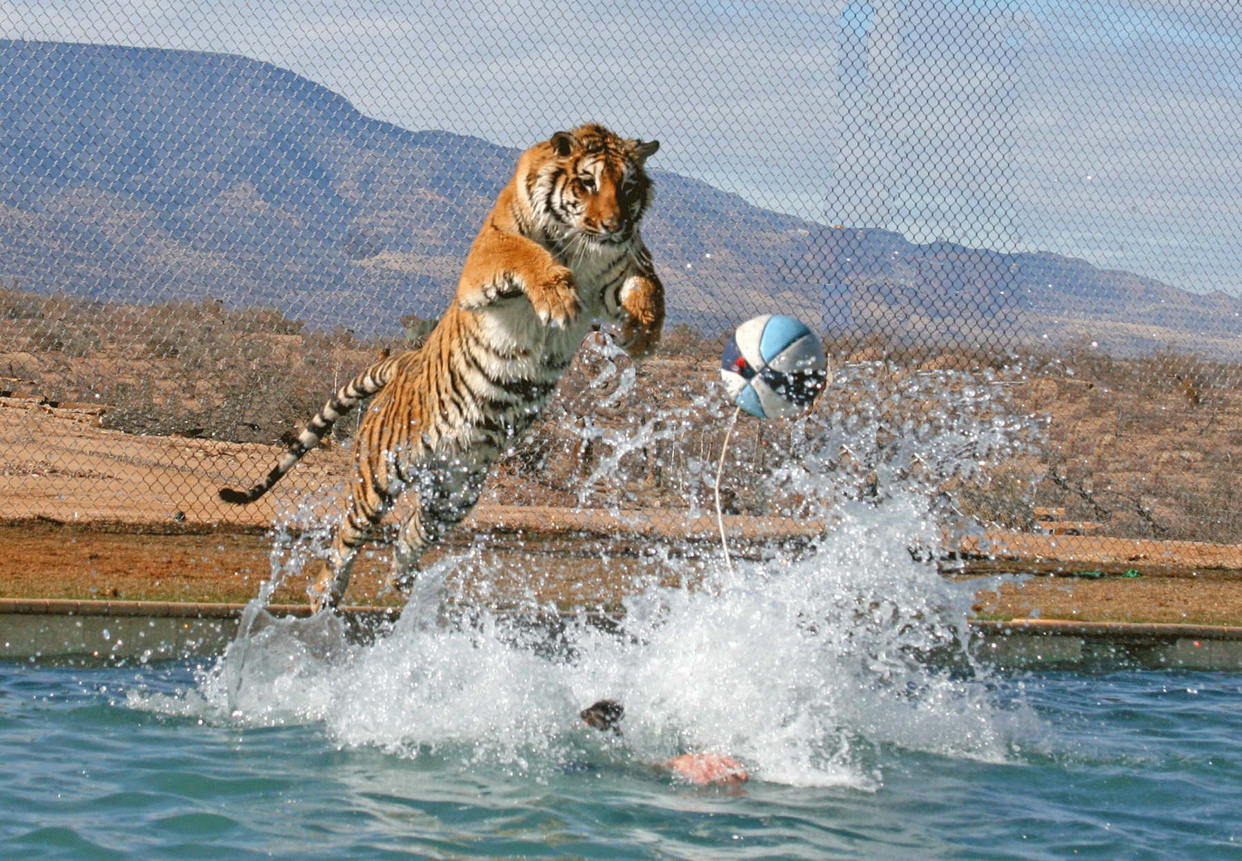 Tiger Splash Show