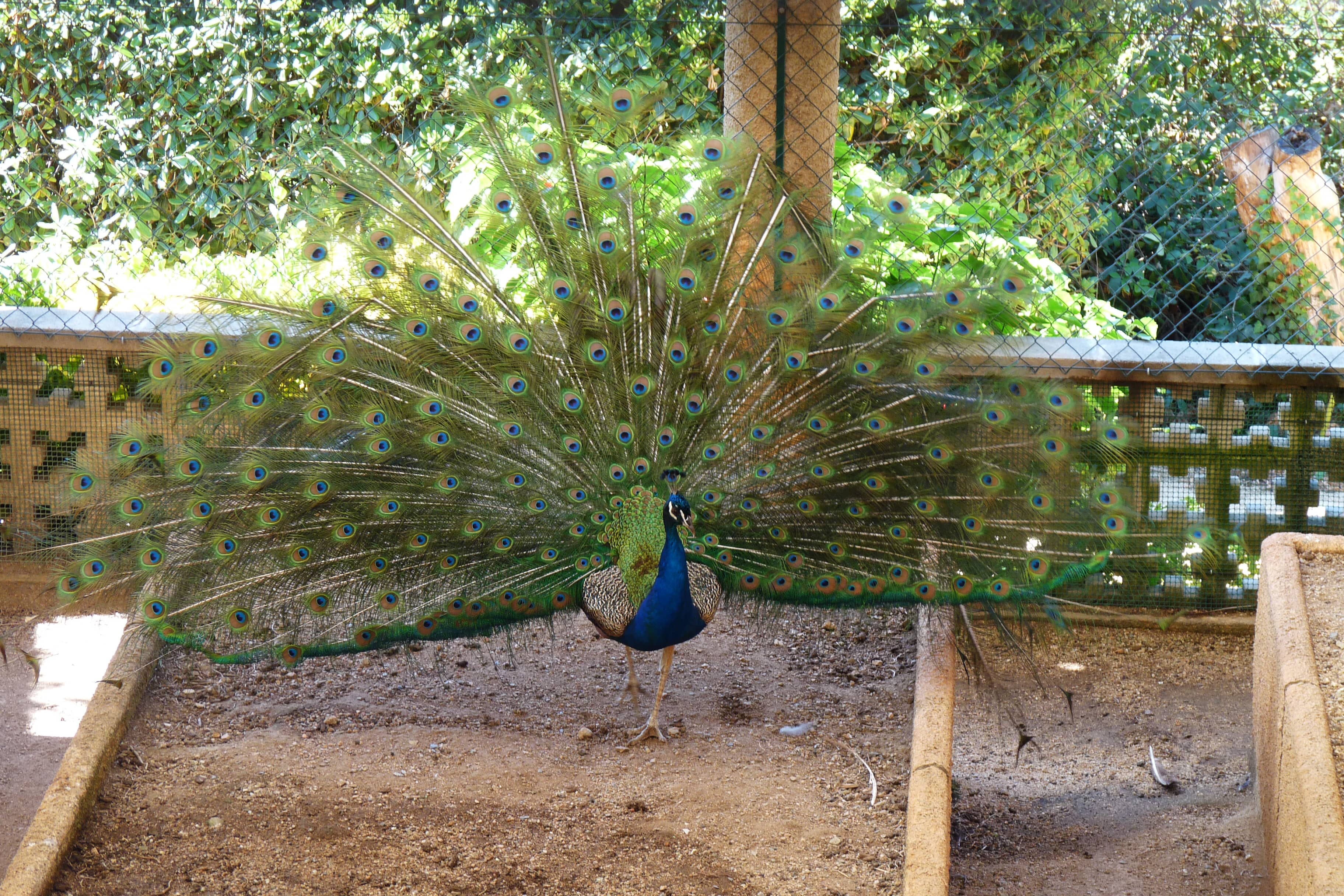 Abundant Wildlife Encounters