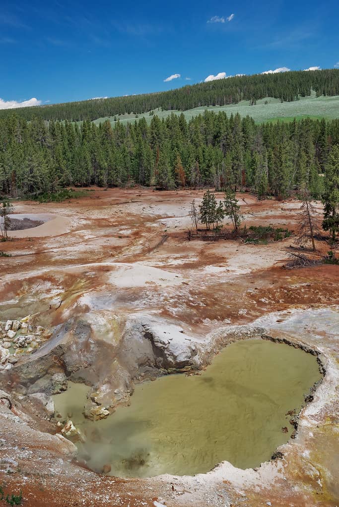 Distinctive Sulphur Aroma