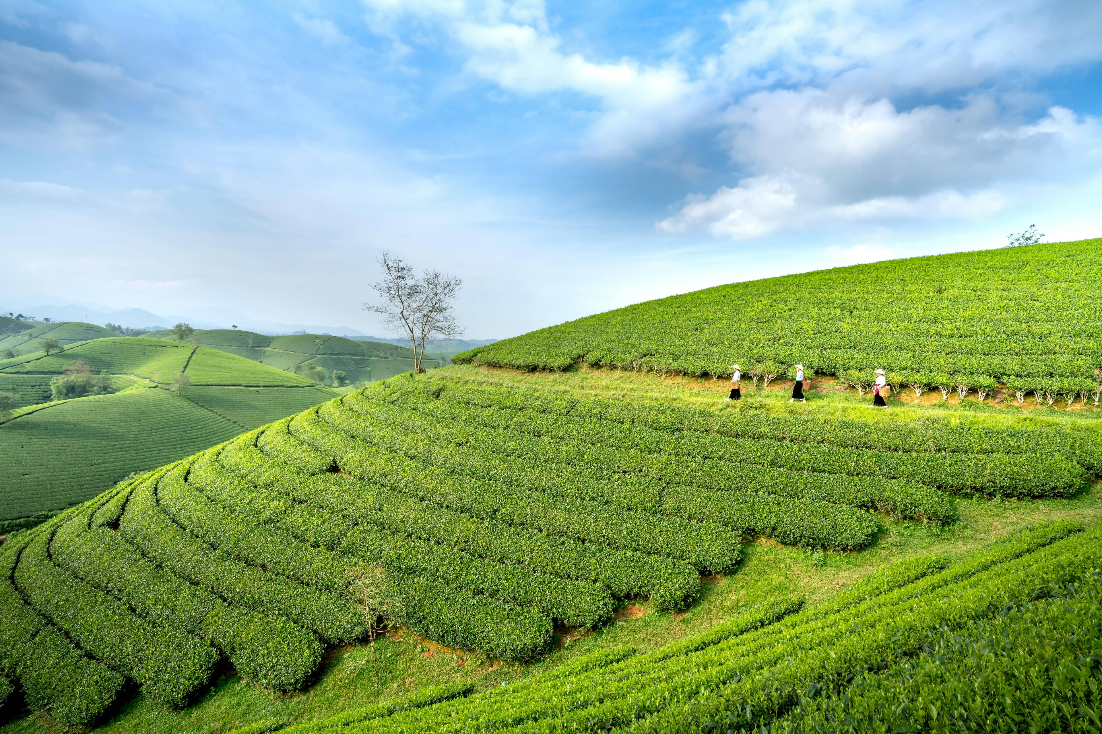 Expansive Tea Plantations