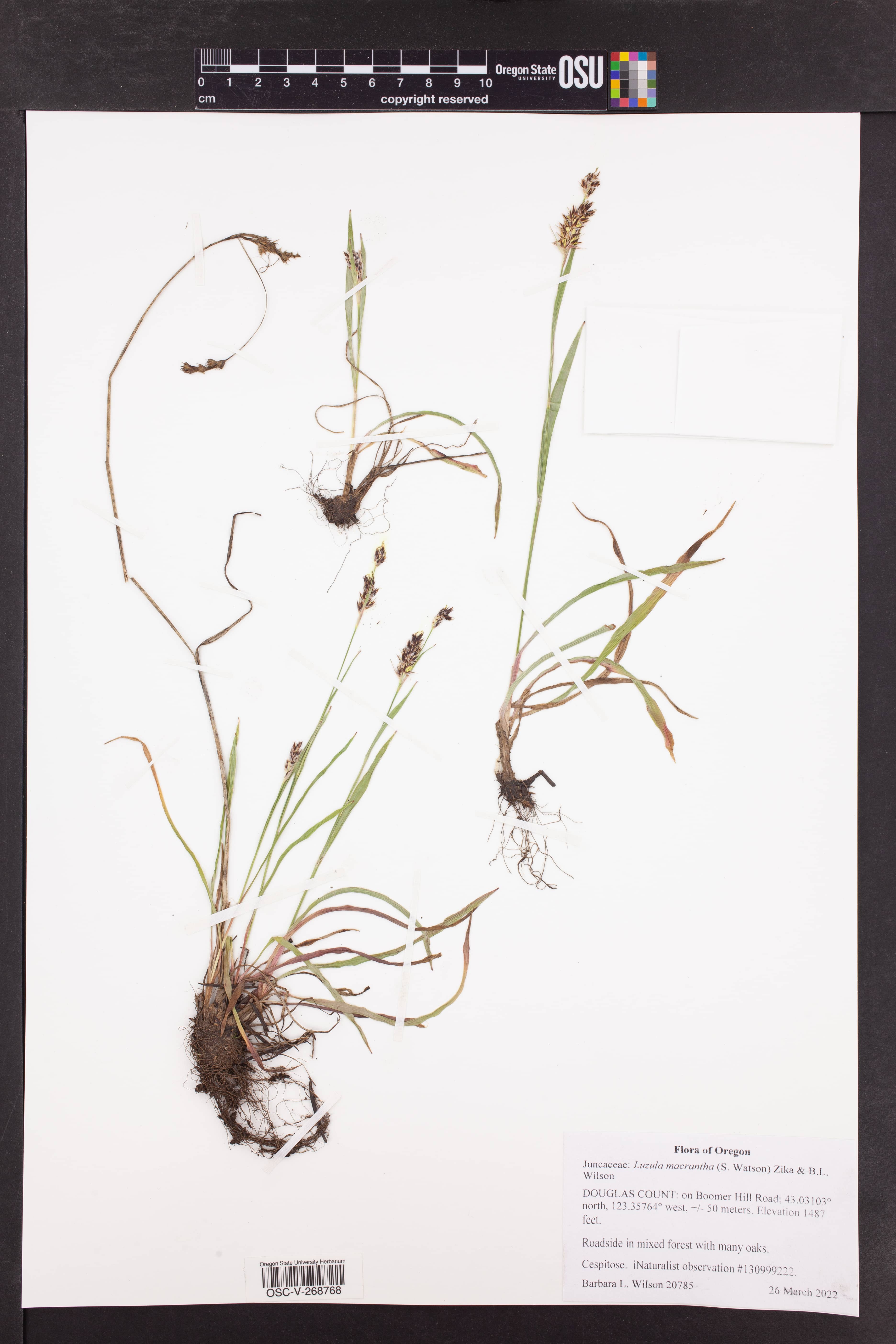 Shaded Walking Trails