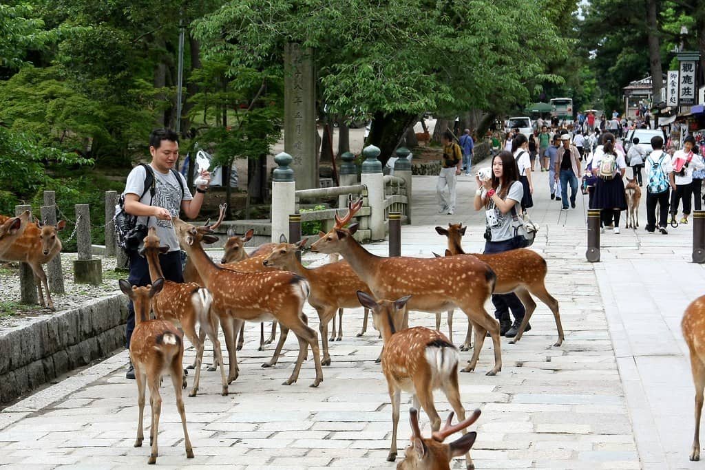 Friendly Nara Deer