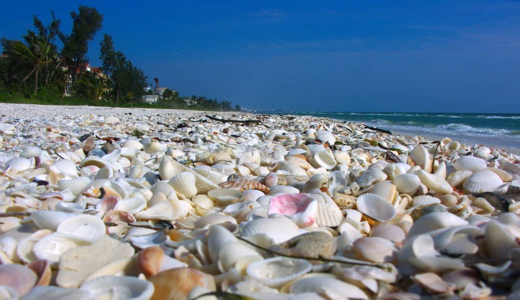 Shelling Opportunities