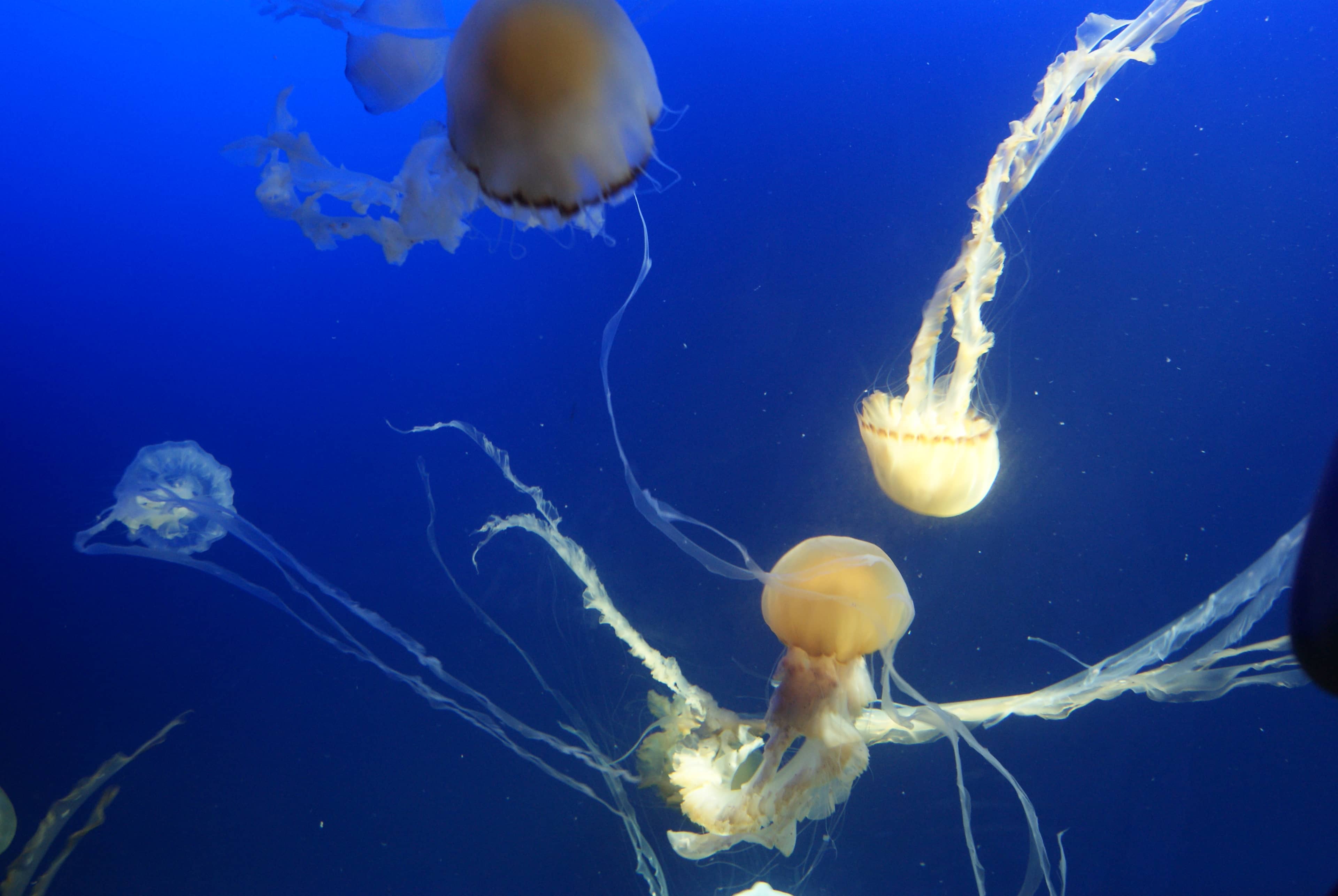 Jellyfish Exhibit
