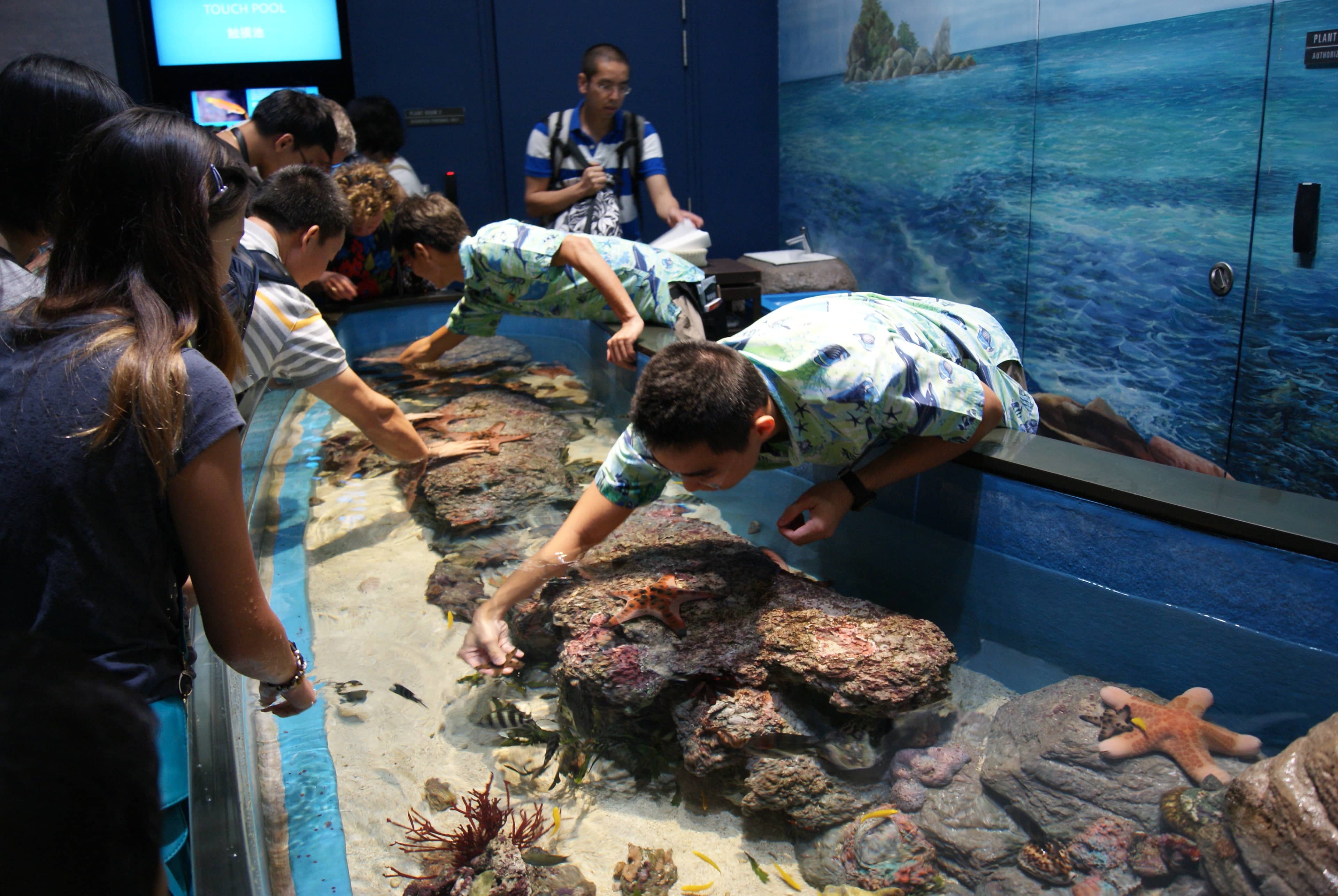 Interactive Rock Pools