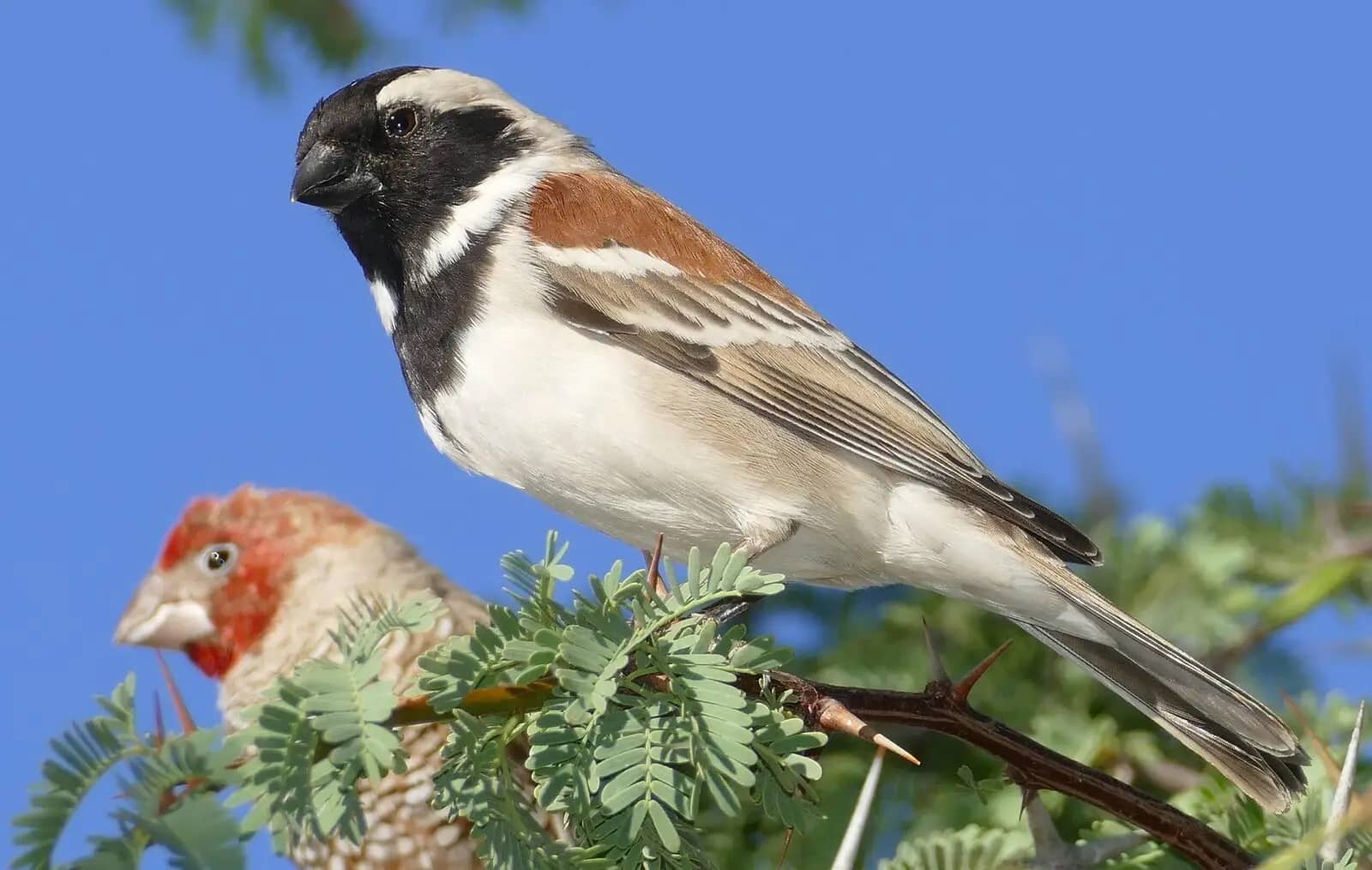 Nocturnal Bird House