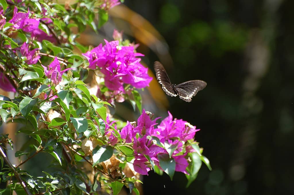 Butterfly Aviary