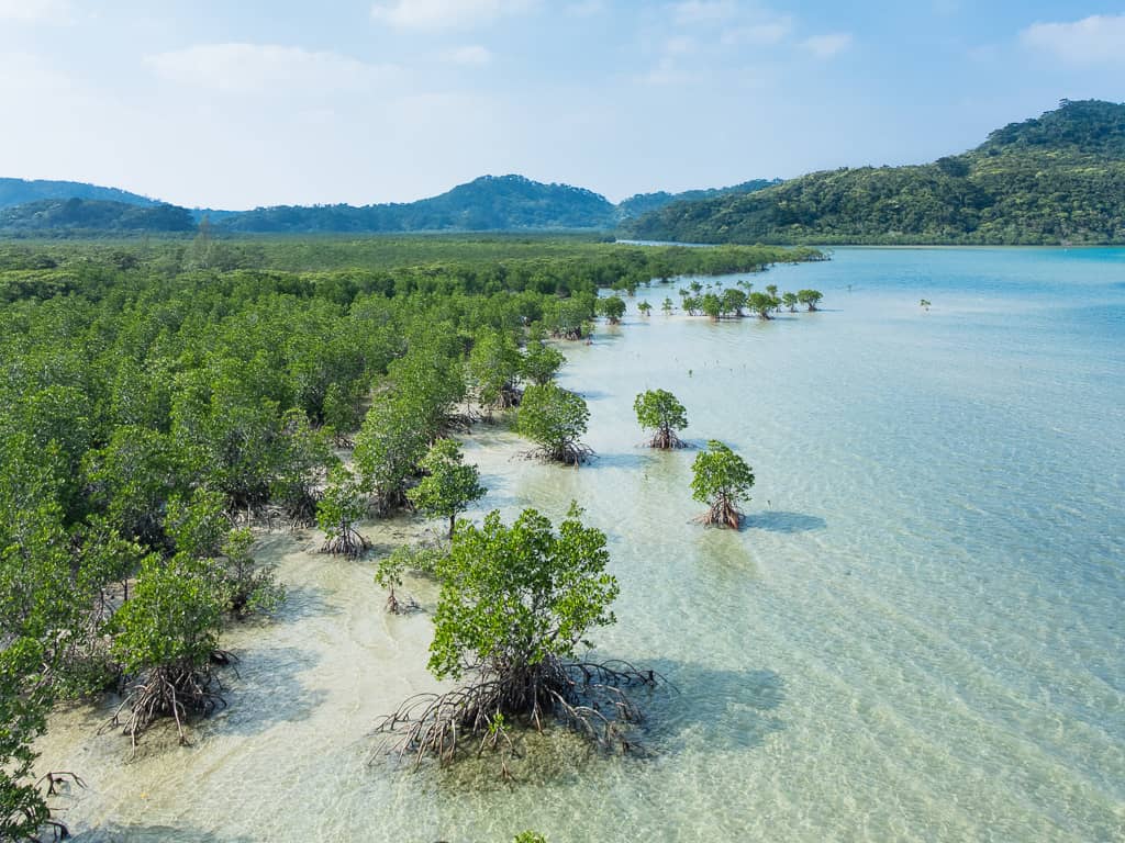 Mangrove Forest Walkway