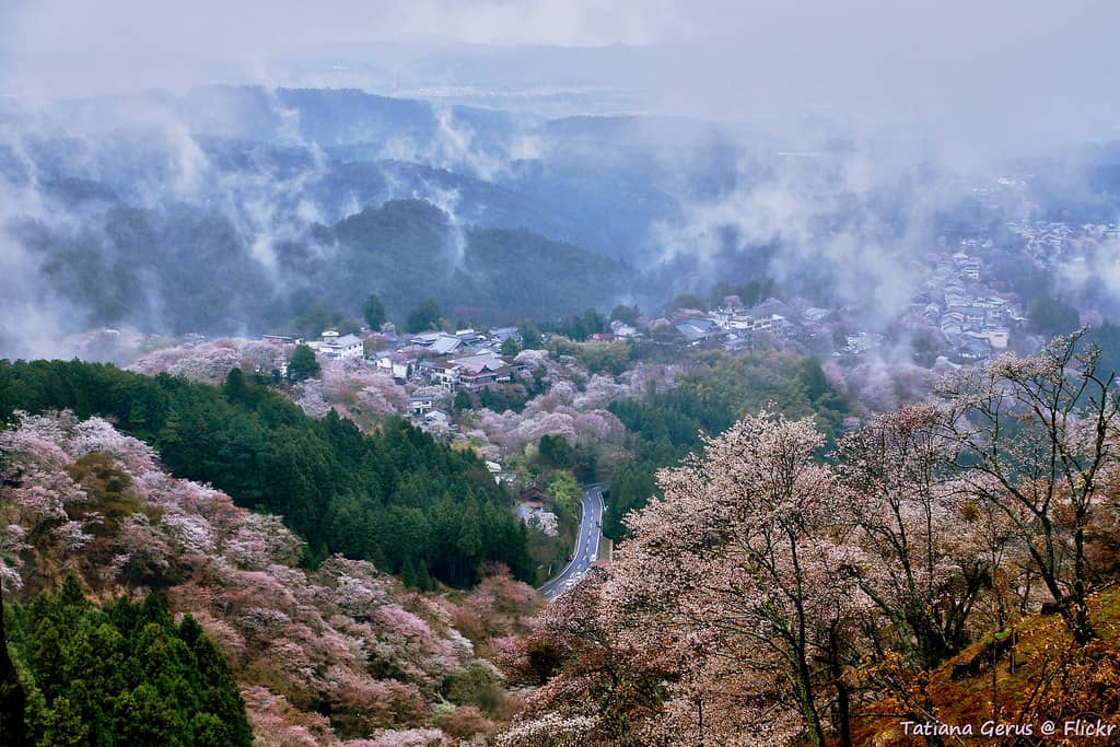 Thousands of Cherry Blossoms