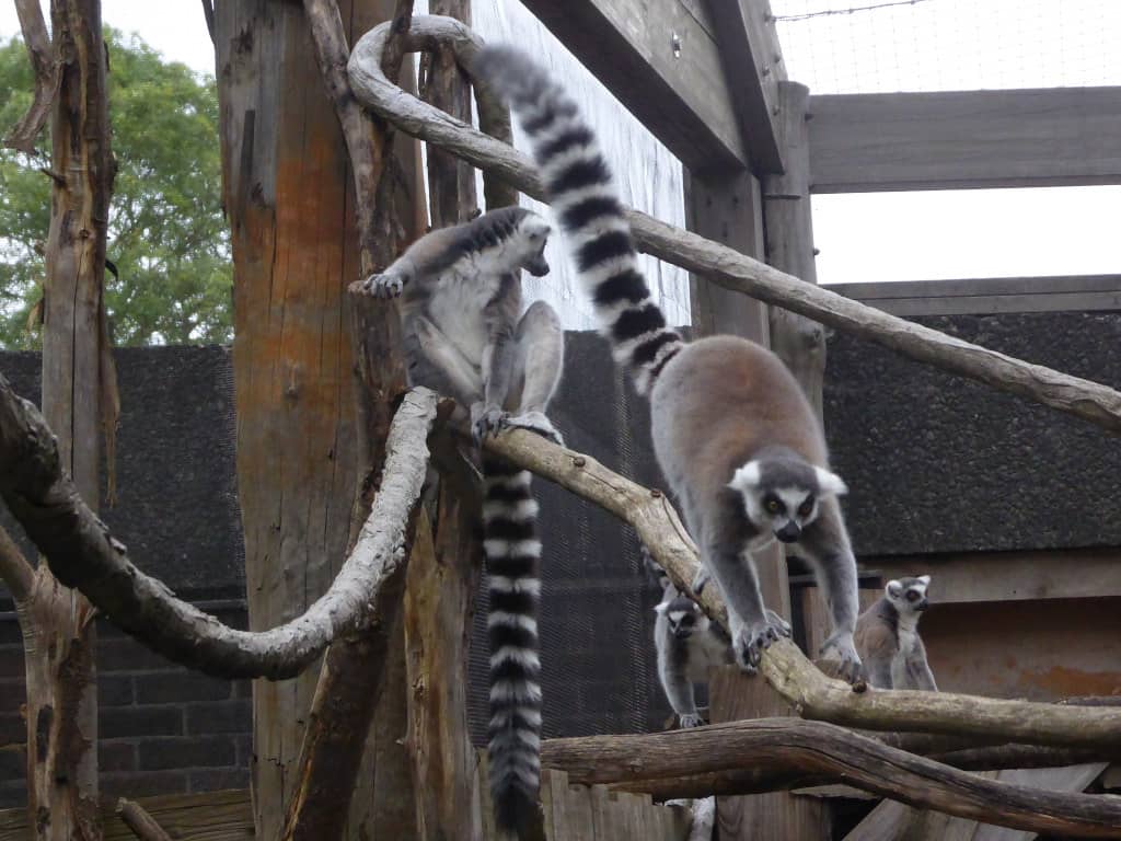 Lemur Walk-Through