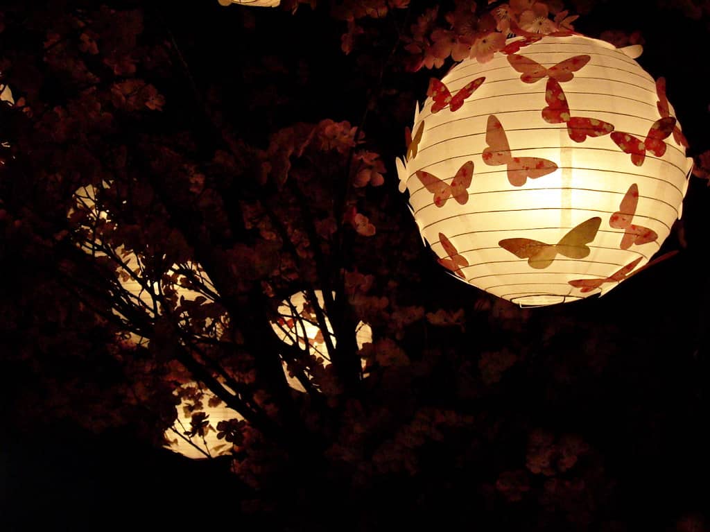 Day and Night Butterflies