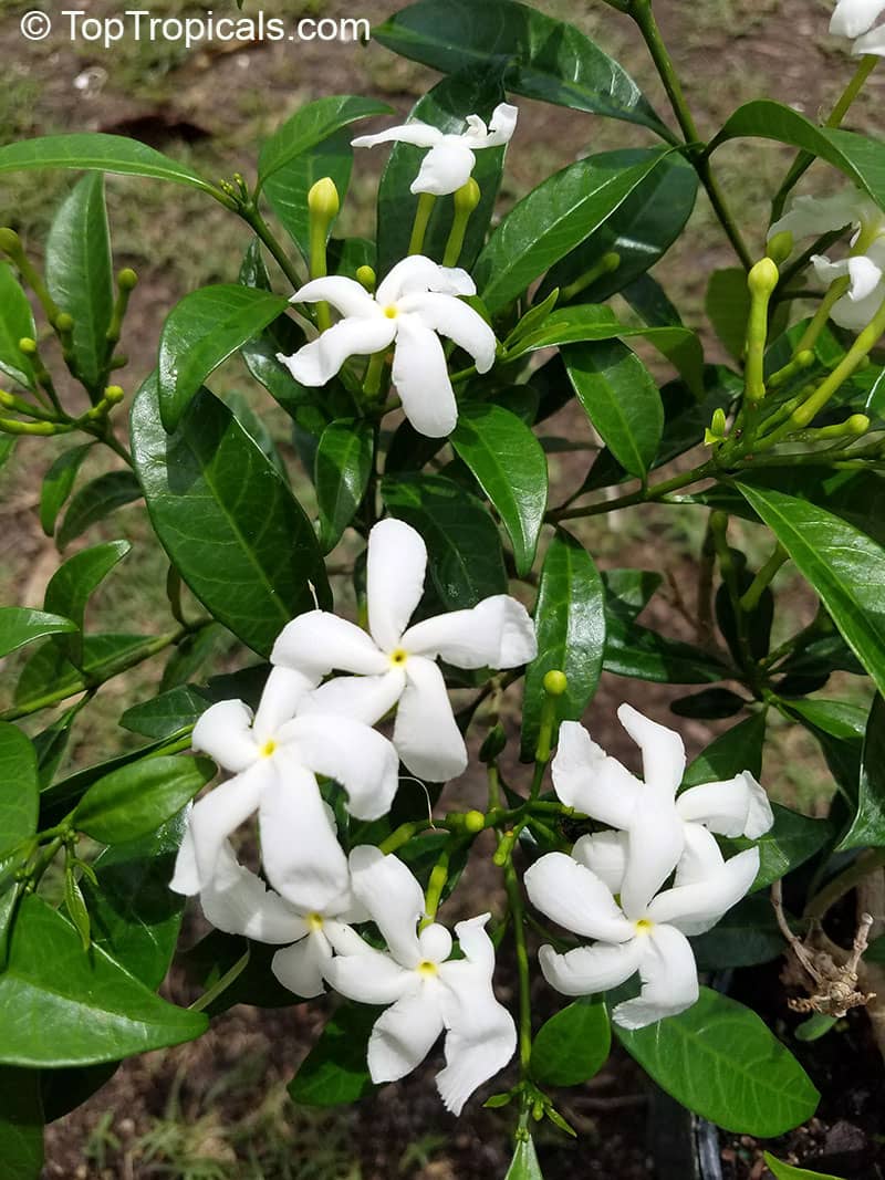 Native Plant Gardens