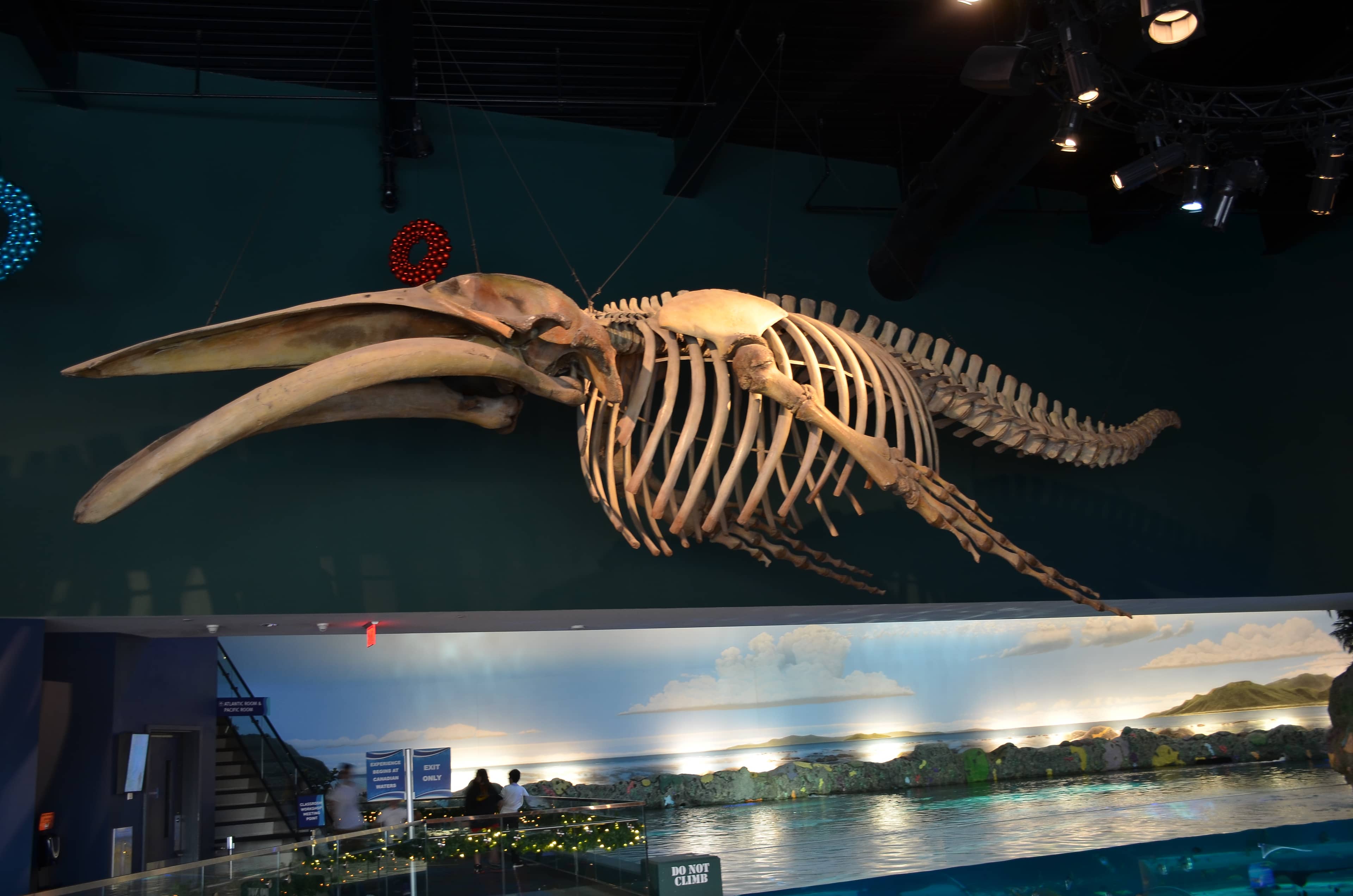 Rare Animal Skeletons