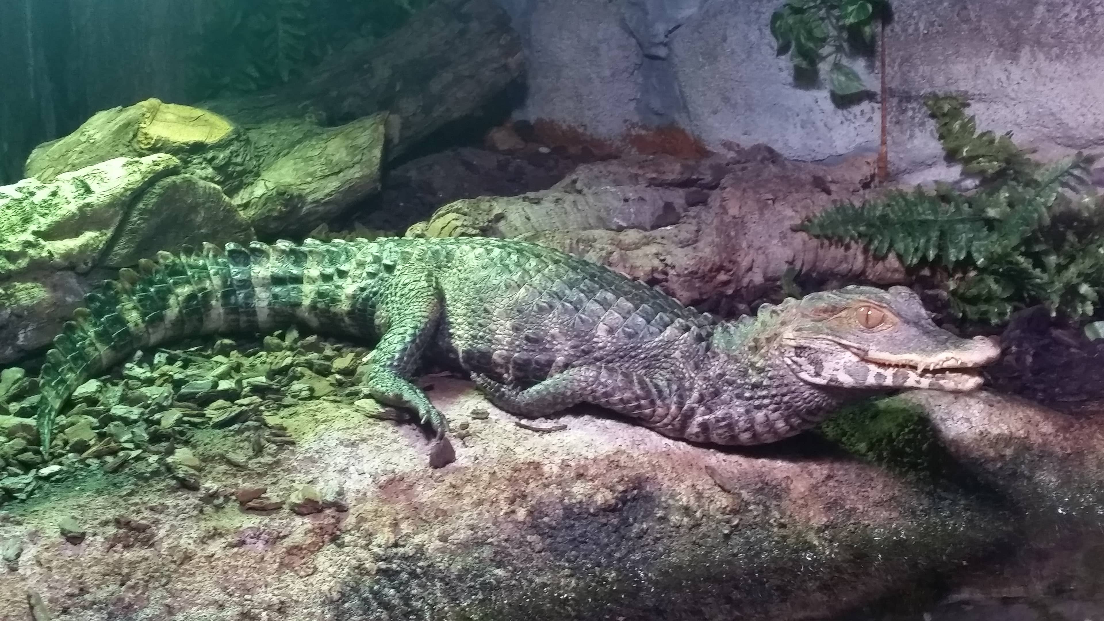 Crocodile and Reptile Zone