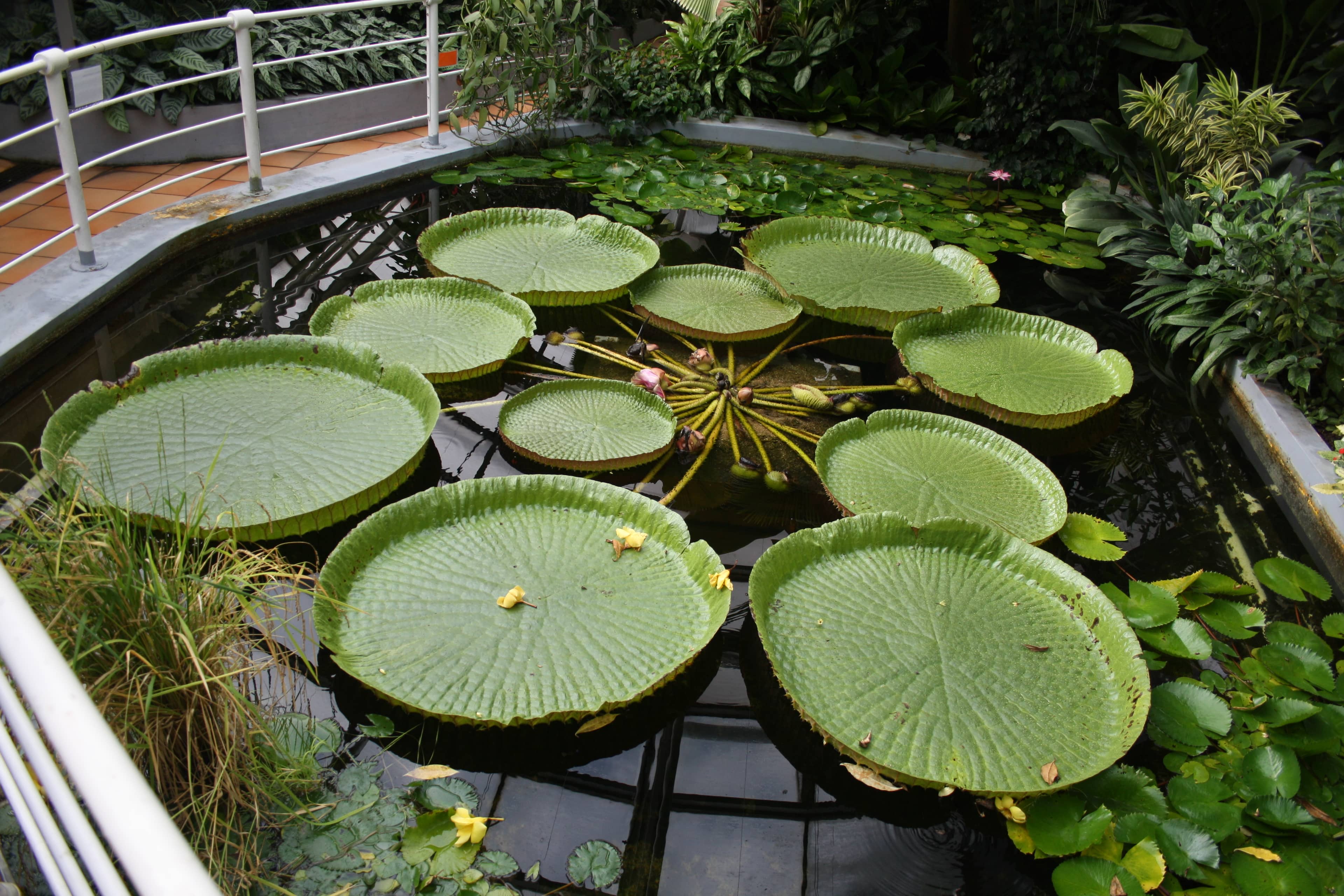 Lily House