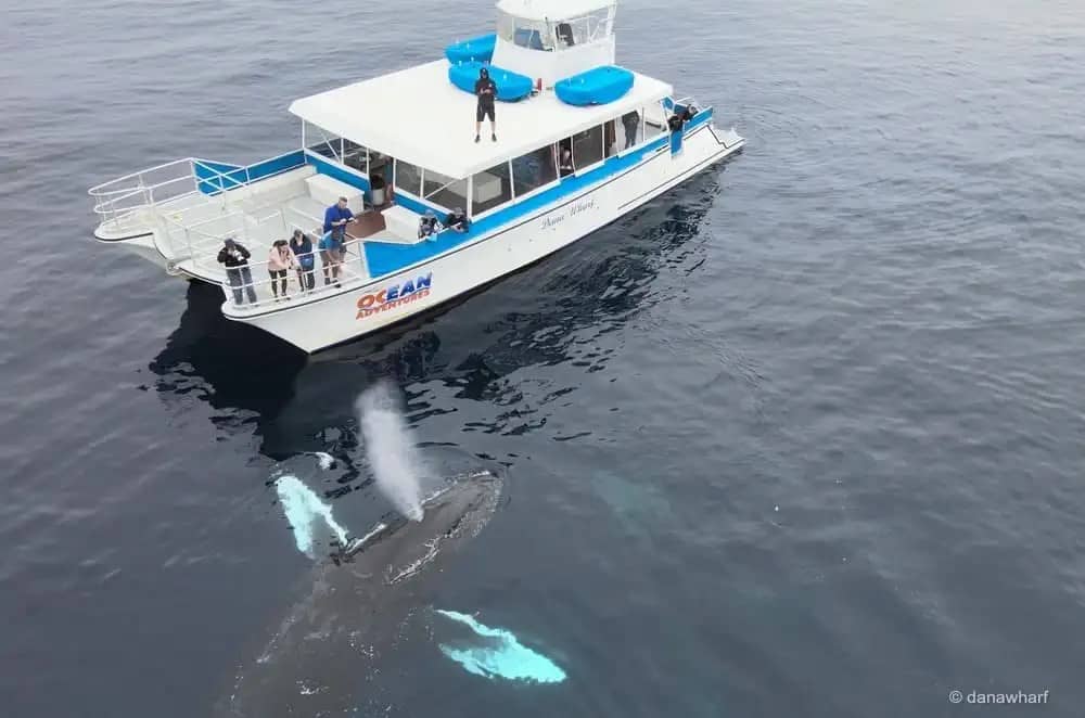 Whale Watching Tours