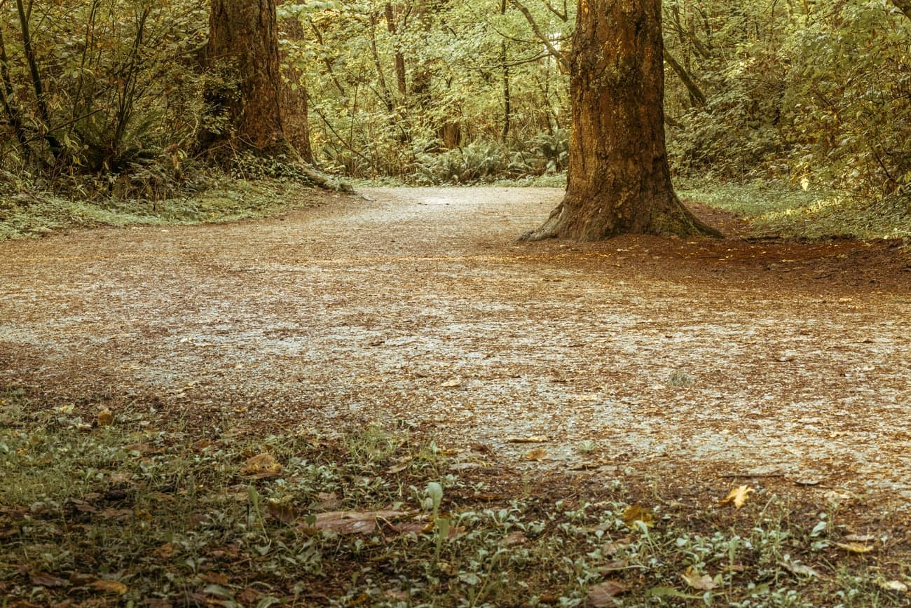 Peaceful Forested Sanctuary