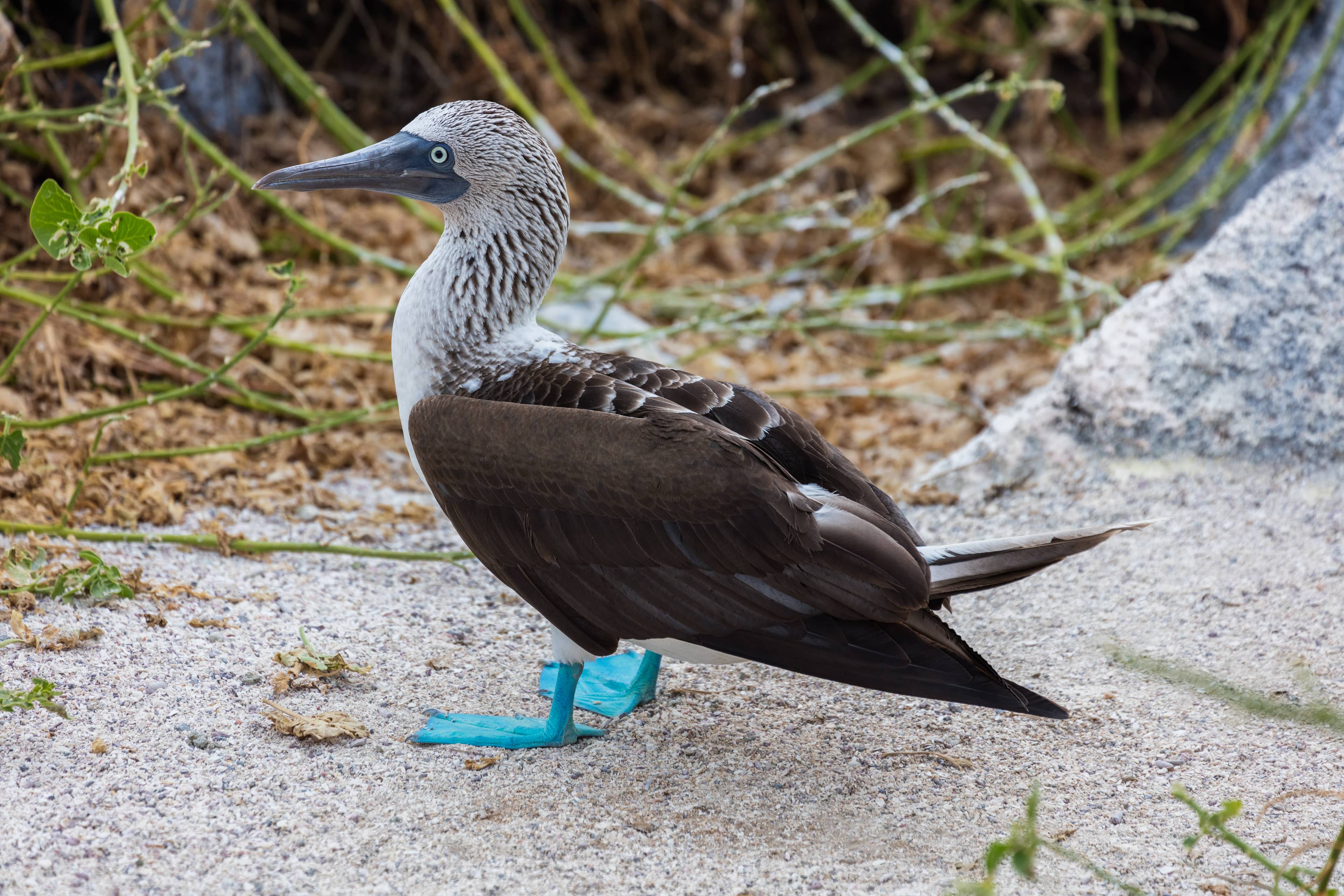 Picturesque Estate Grounds