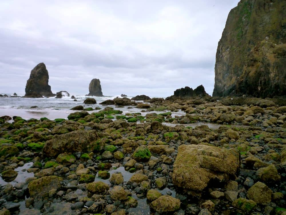 Tide Pooling at Haystack Rock