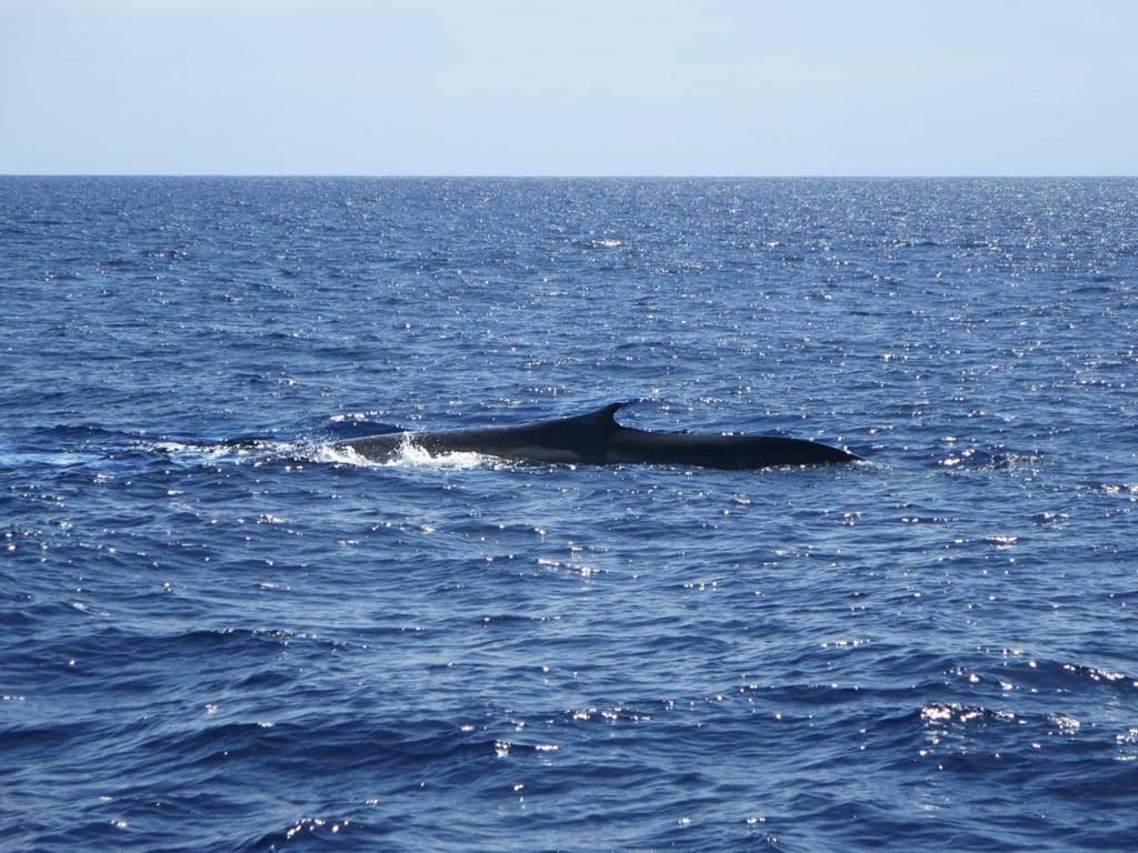 Whale Watching Excursions